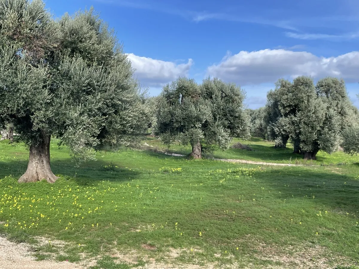 Healthy centenarian olive trees in green meadow with yellow wildflowers under blue sky, Maruggio