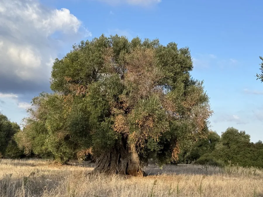 Massive monumental olive tree with brown Xylella die-back in lower canopy, dry grass, Puglia