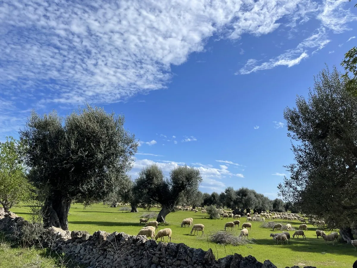 Sheep flock grazing beneath ancient olive trees with dry stone wall and blue sky, Puglia