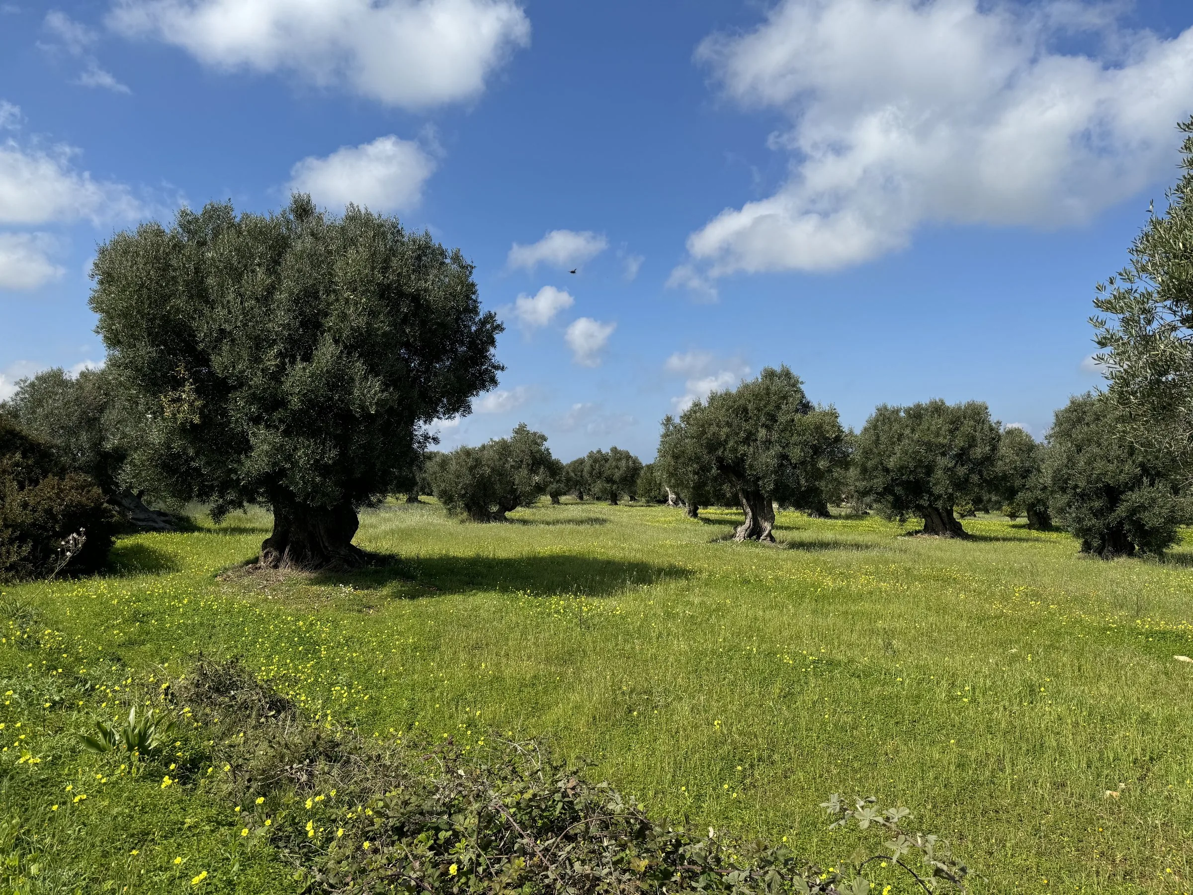 Monumental olive tree in green wildflower meadow with ancient grove, Piana degli Ulivi Monumentali